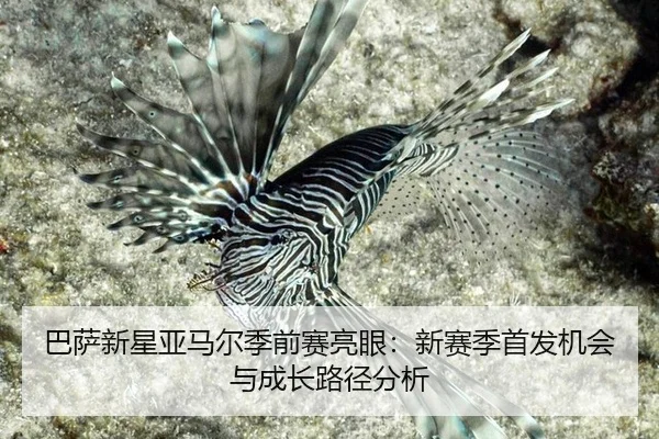 ba-sa-xin-xing-ya-ma-er-ji-qian-sai-liang-yan-xin-sai-ji-shou-fa-ji-hui-yu-cheng-zhang-lu-jing-fen-xi-3-290.jpg
